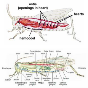 grasshopper system cardiovascular